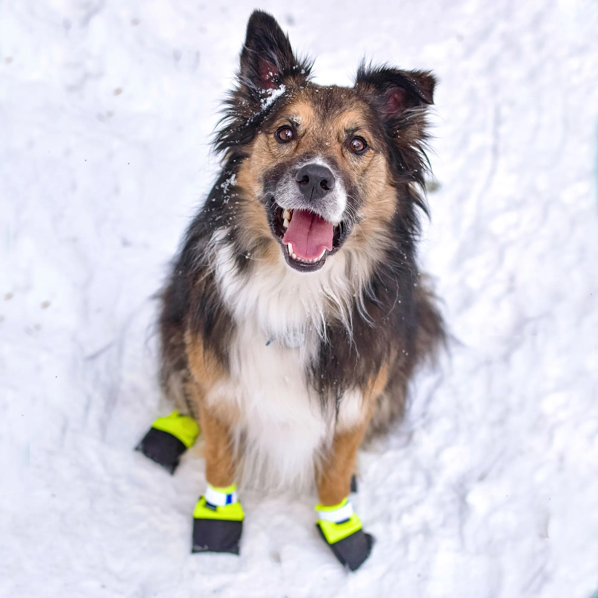 Dog Booties