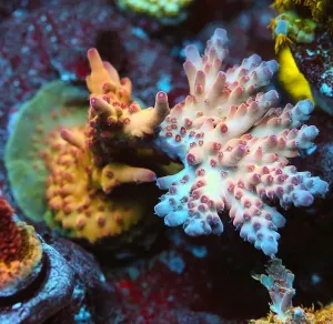 TSA Goody Two Shoes Acropora Coral